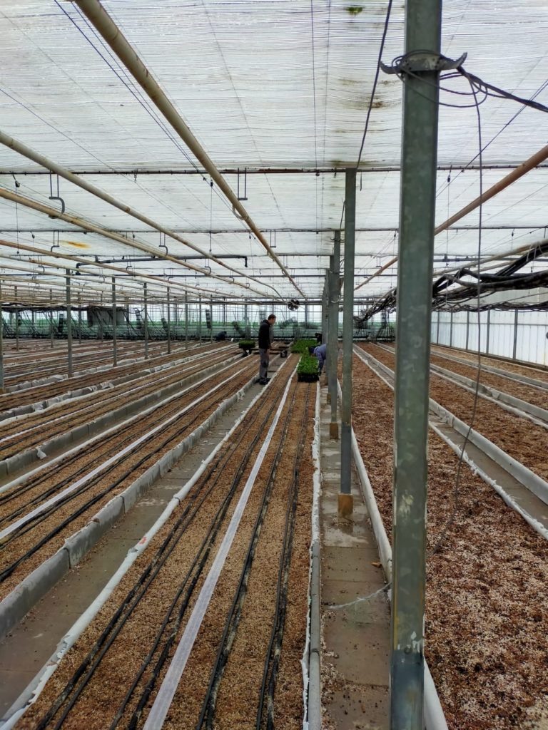 Посадка чая в бельгийских теплицах. LocalTea