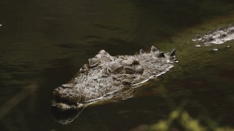 Крокодил. Яндекс.Картинки