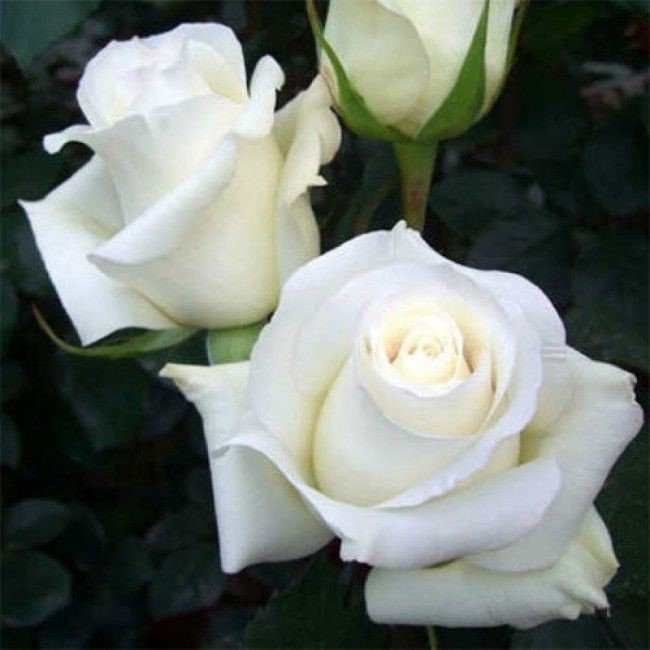 Роза чайно-гибридная Поло