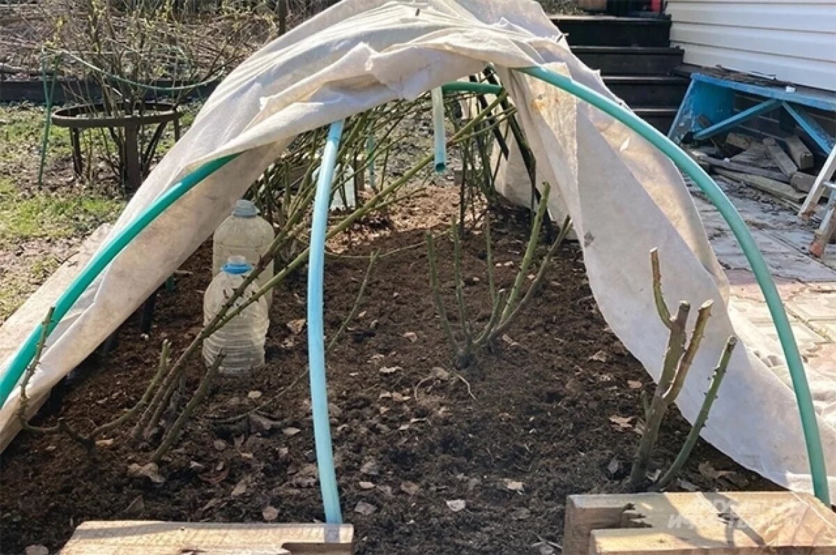    Открывать розы необходимо постепенно.