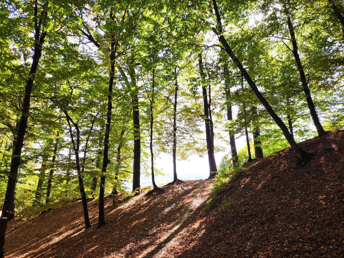 Форпост Северо-Запад / Никита Суружий