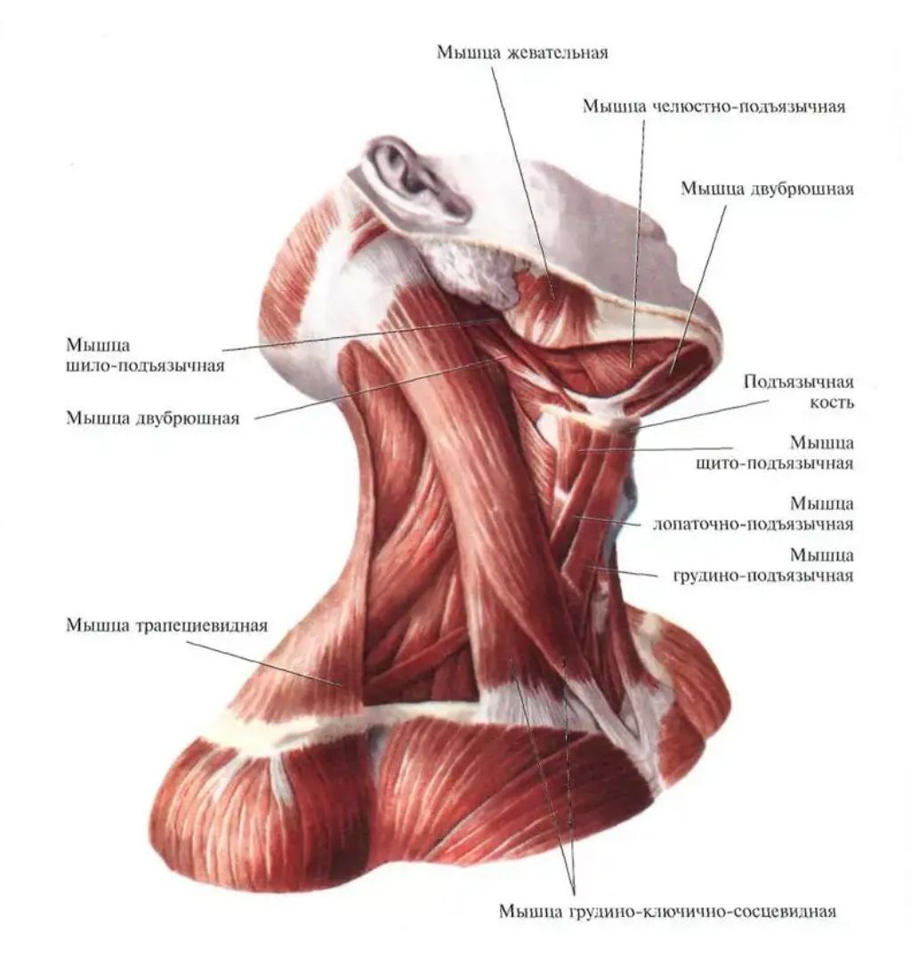 * иллюстрация взята из интернет-источника
