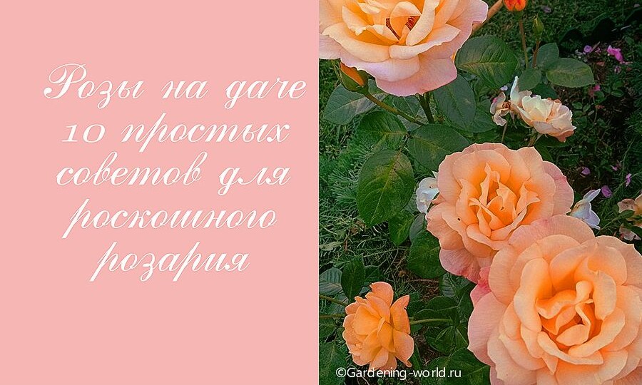Розы на даче — 10 простых советов для роскошного розария