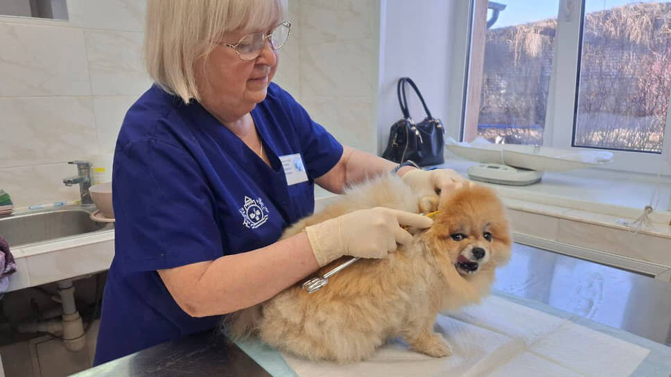 чипирование собаки в госветклинике Нижнего Новгорода.📷Фото: госветуправление Нижнего Новгорода