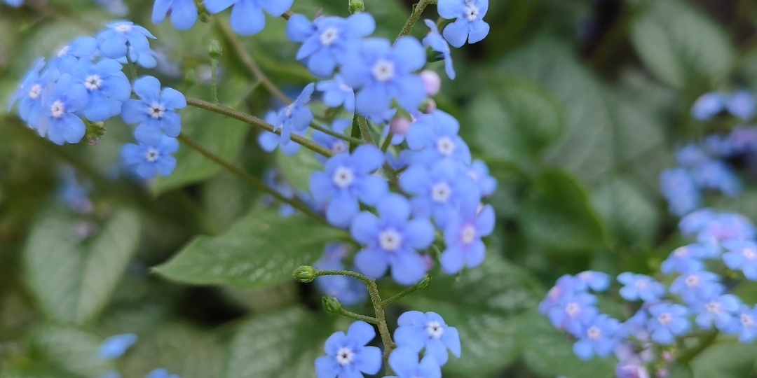 Голубоглазая Бруннера.