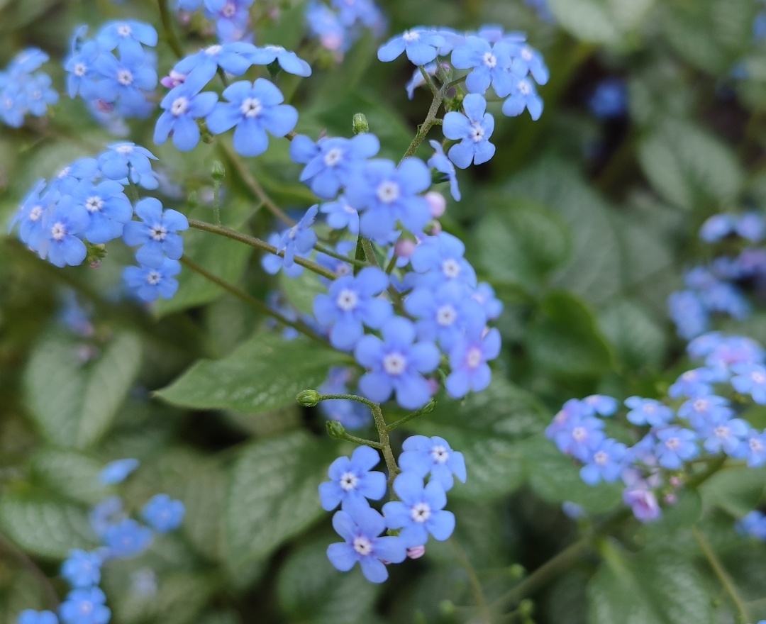 Цветы Бруннеры