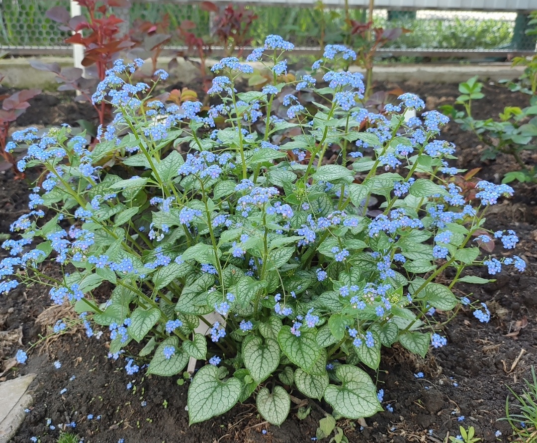 Бруннера Эмеральд Мист