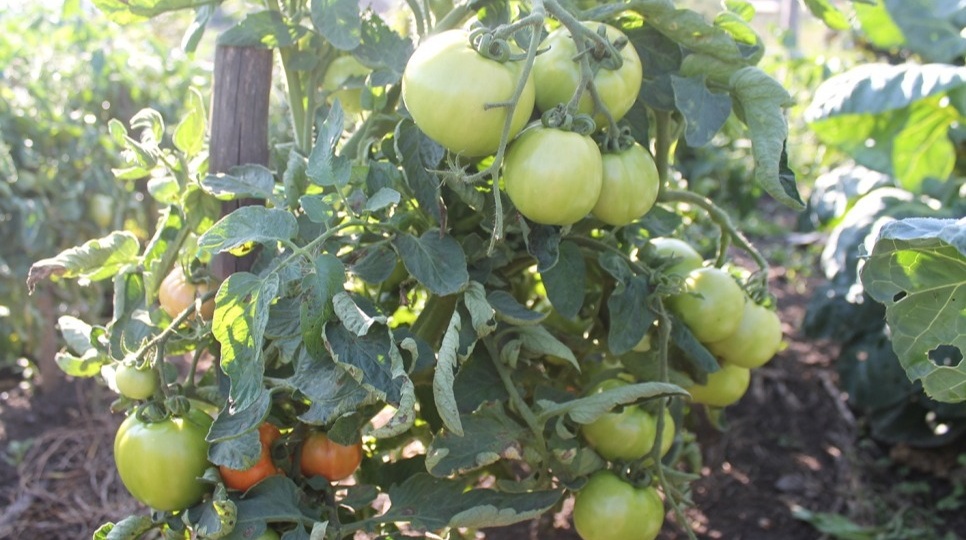 Готовлю зацветающую рассаду томатов по утерянной методике 1956 года. 6 этапов посадки обеспечат урожай до поздней осени