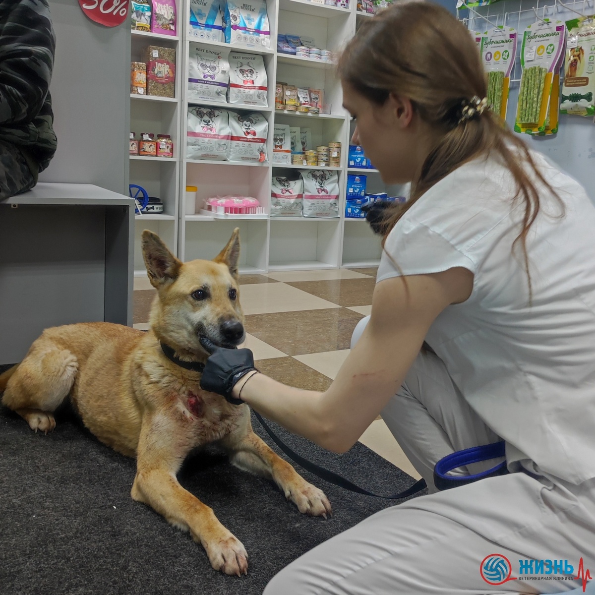 В собаку стреляли в Калуге