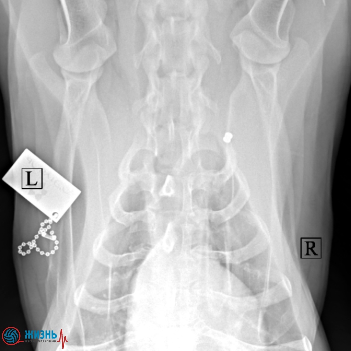 Дробь от воздушки у собаки на рентгене.
