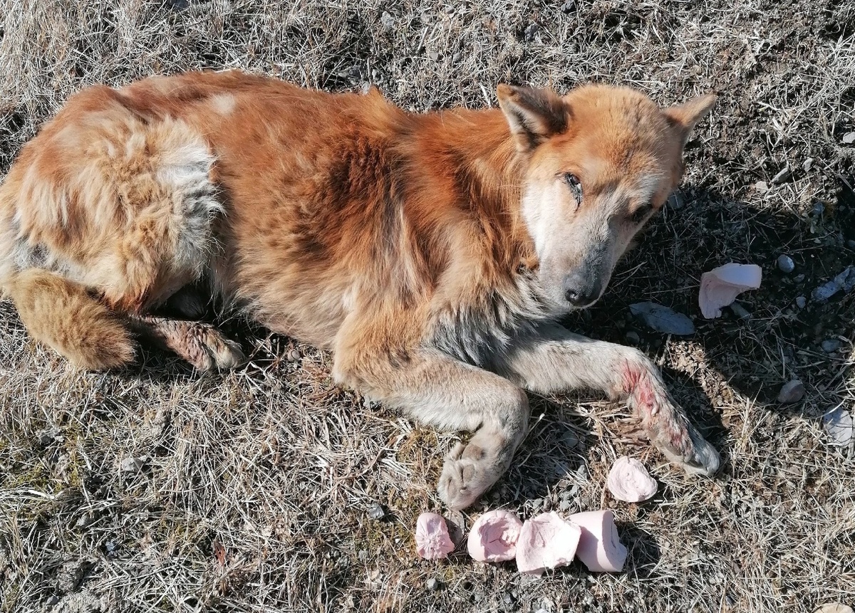 Пес есть, а мест в приюте нет