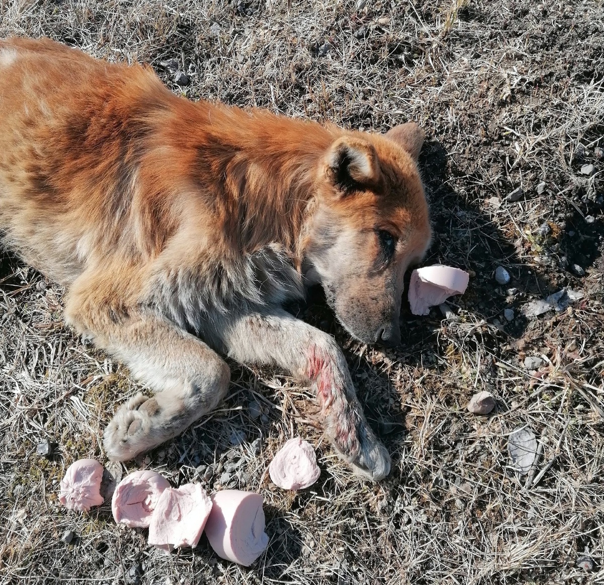 Без колбасы-то  бедный пес не остался...А вот помощи не дождался ни от кого