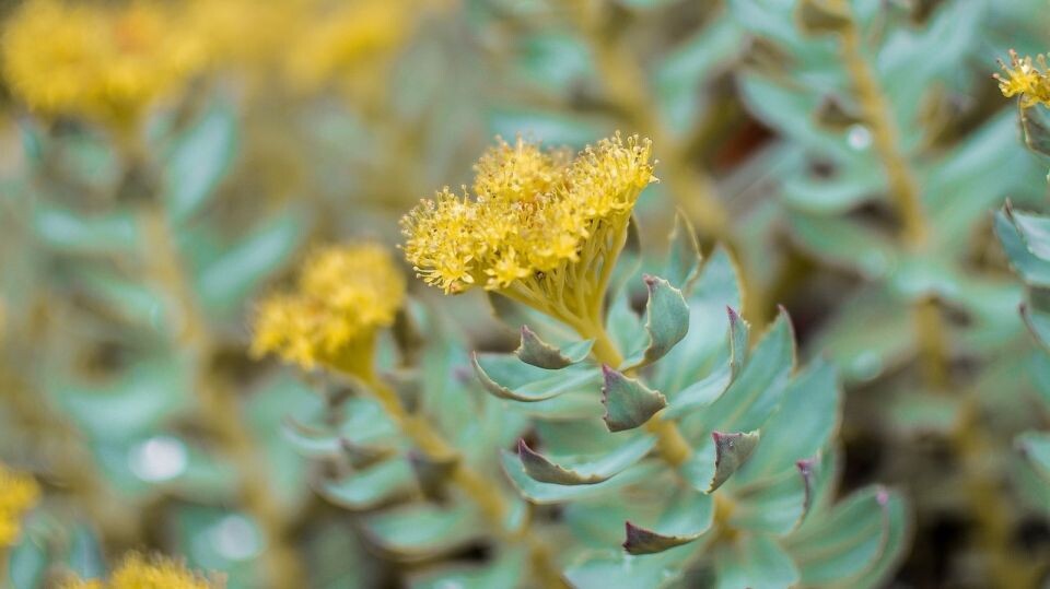    Родиола розовая. Источник: pixabay.com