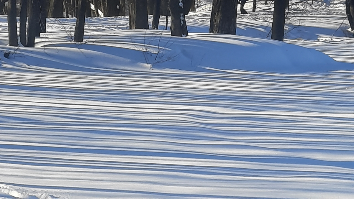Штрих код зимы. Фото автора.