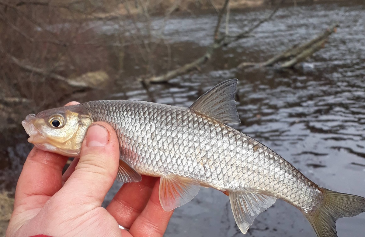 Елец, клюнул из под дерева