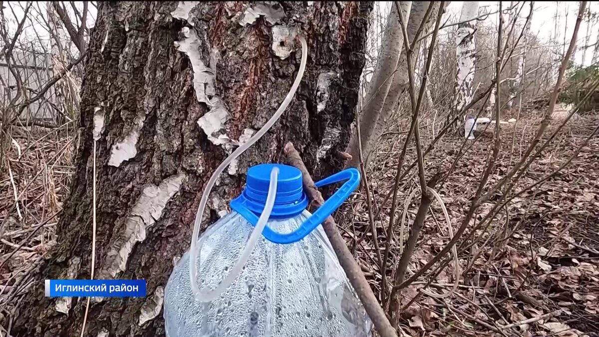    Сезон сбора березового сока в Башкортостане начался раньше обычного - сюжет «Вестей»
