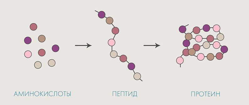 Пептиды — это короткие цепочки аминокислот (обычно от 2 до 50 звеньев), которые являются "строительными блоками" белков, таких как коллаген, эластин и кератин. В отличие от крупных белков, пептиды достаточно малы, чтобы проникать в кожу и влиять на клеточные процессы.