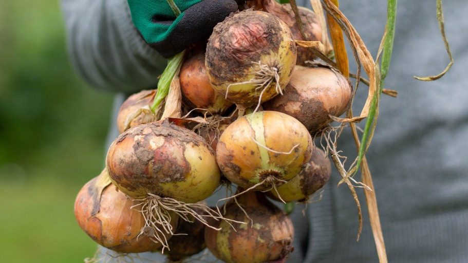 Результат выращивания лука сорта Штутгартер Ризен с прогревом и без него. Урожай с 1 м²