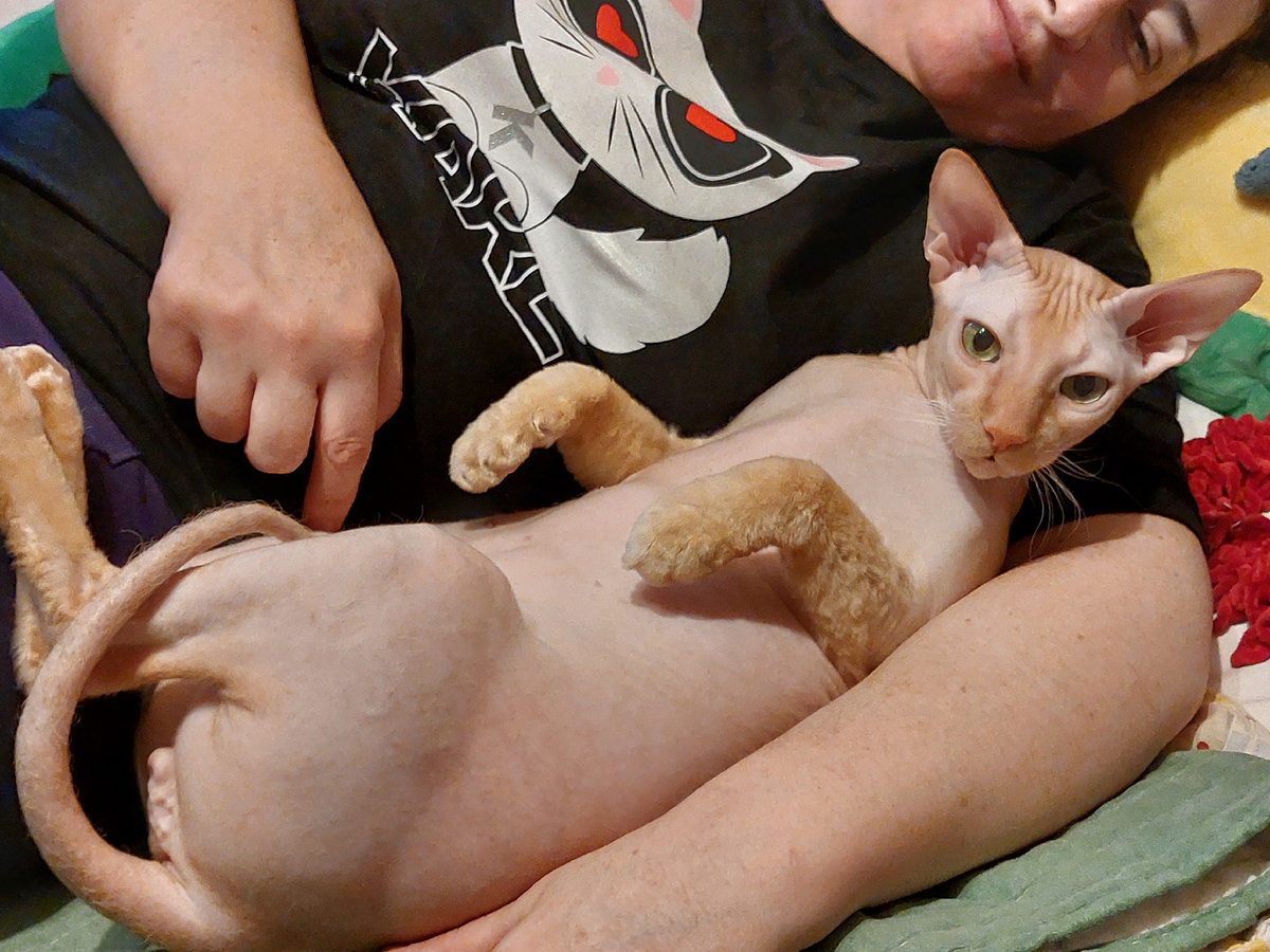 Обычная поза кота. Он и  ночью так спит.