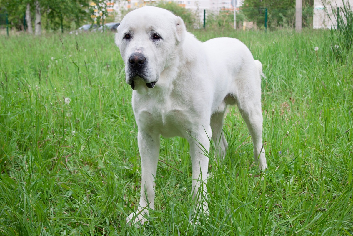    Собака породы акбаш./iStock