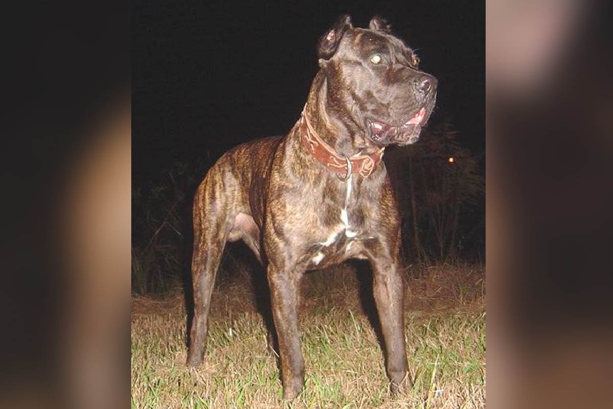    Собака породы американский бандог./HLeeRobinson/wikimedia.org