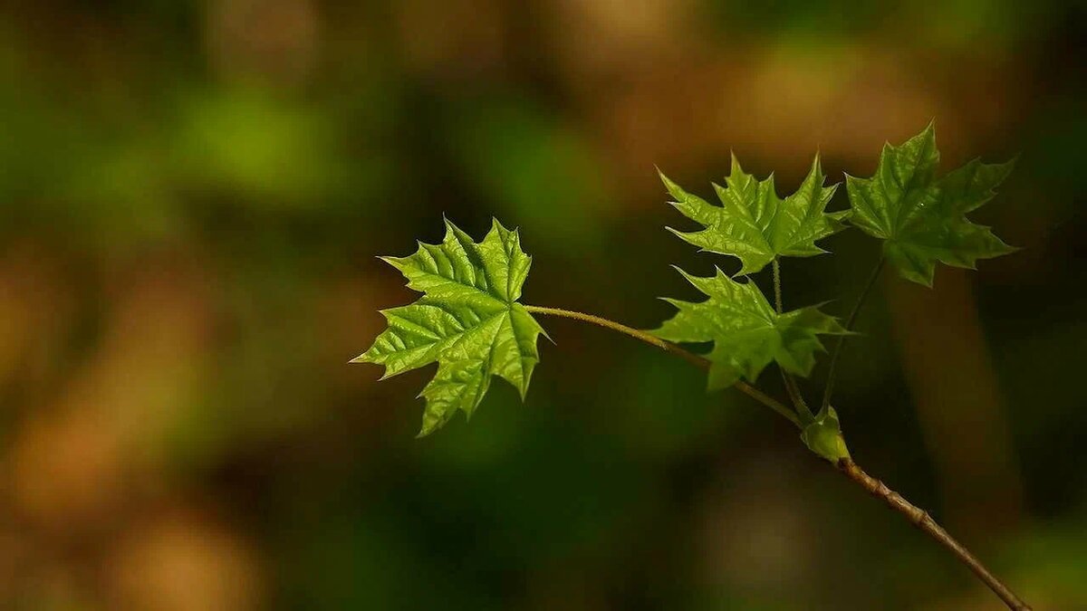 Яндекс картинки.