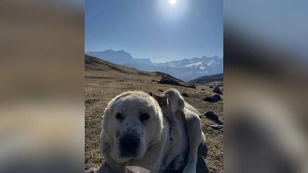 Пёс Айыу и кот Барсик. Обложка © Telegram / SHOT