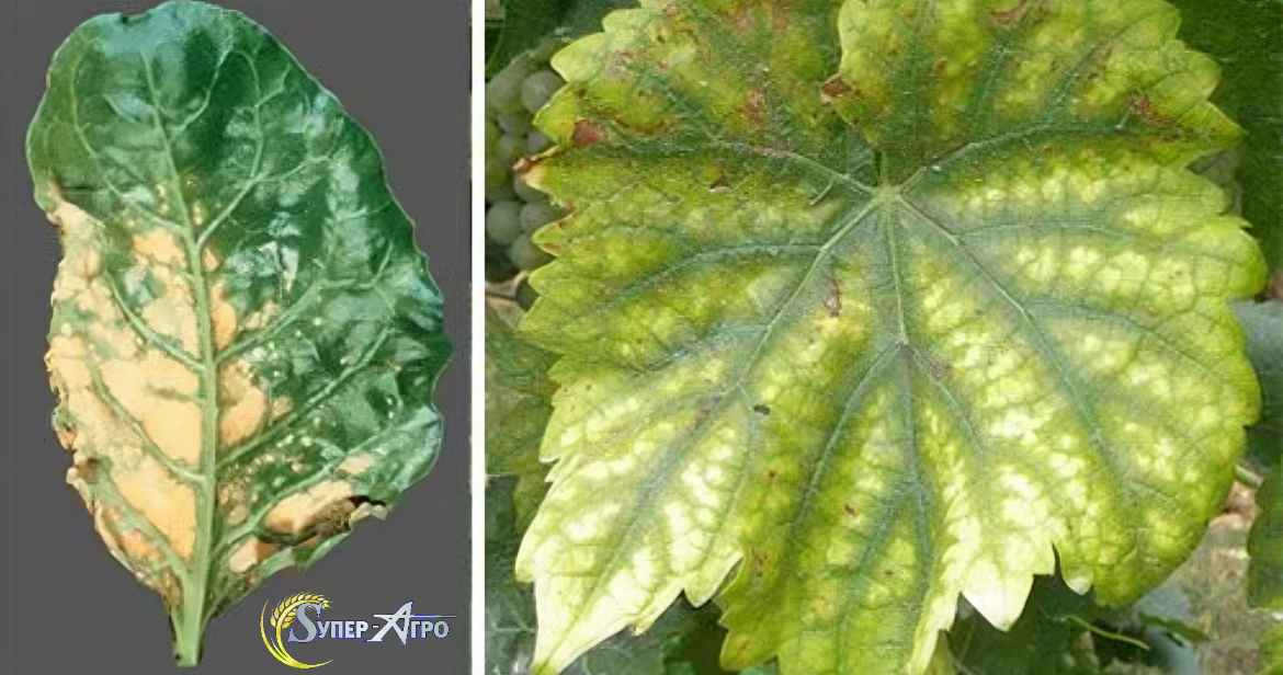 Дефицит цинка