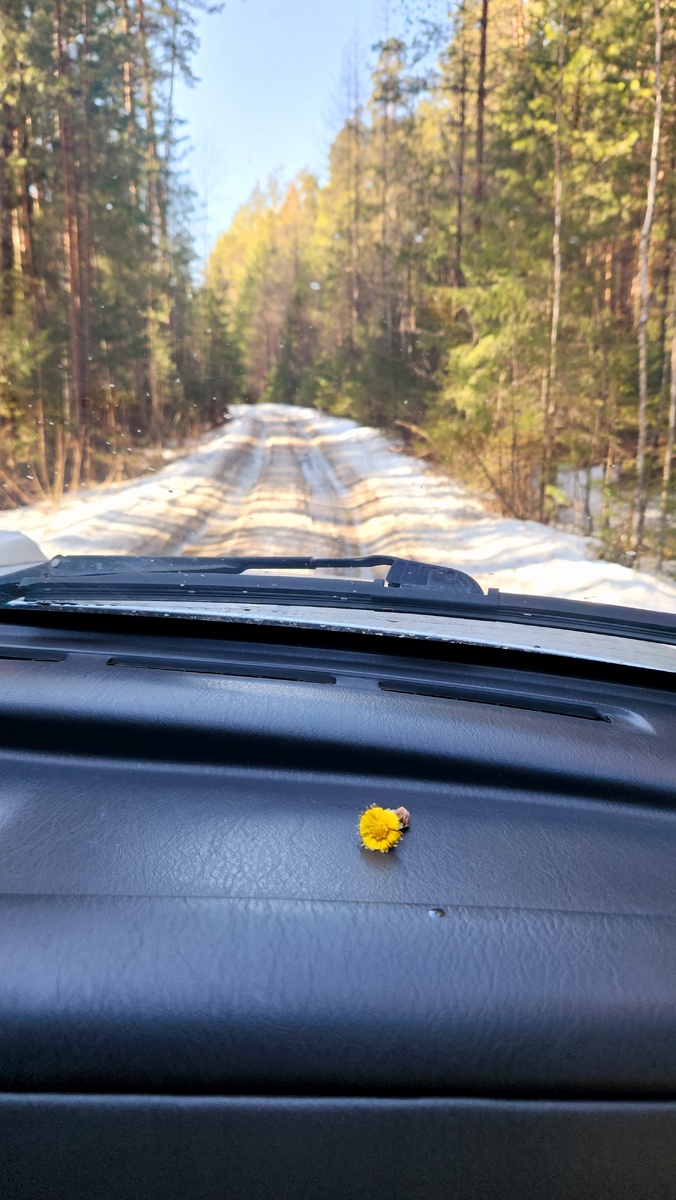 Маленькая желтая частичка весны на фоне снега.