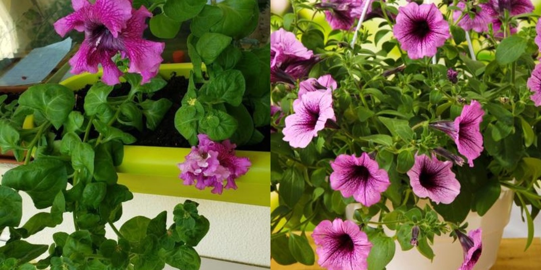 Формирую ампельную петунию по системе трех ярусов. 9 правил создания цветущего каскада за 60 дней