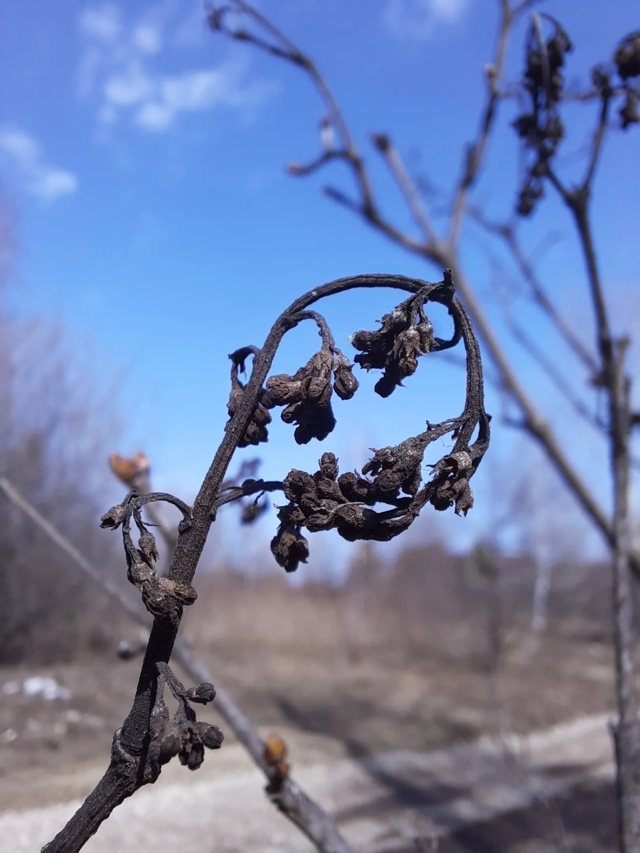 Эт внатуре сирень, если шо))