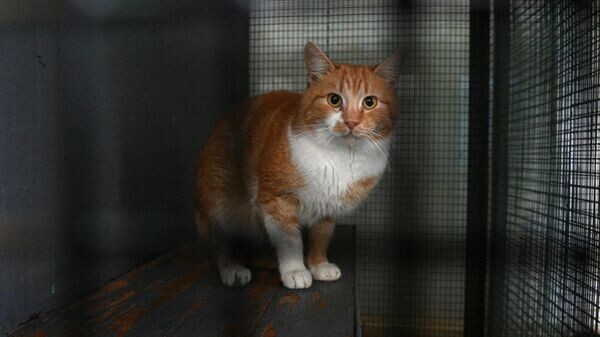    © Sputnik / Виктор Толочко