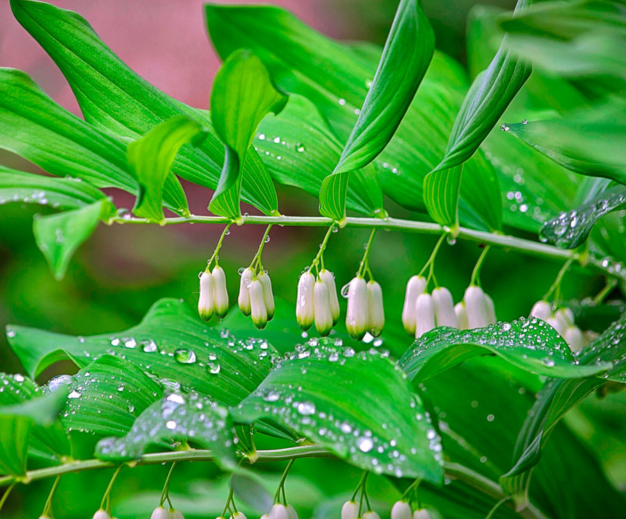 Купена многоцветковая