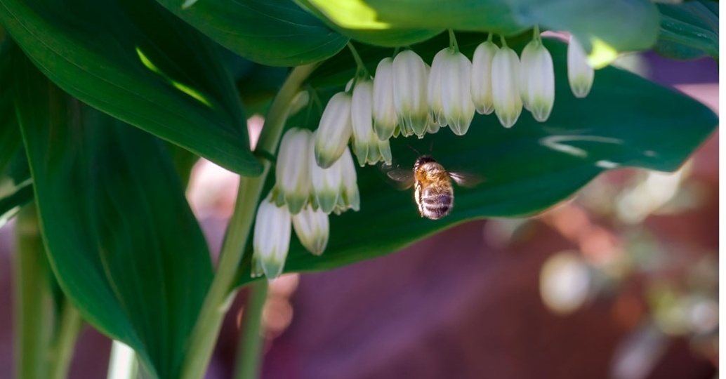 Купена - гигантский ландыш.