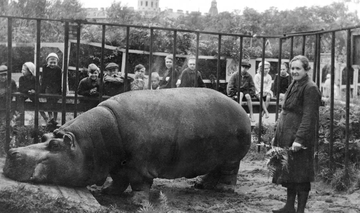 Бегемотиха Красавица со своей спасительницей 