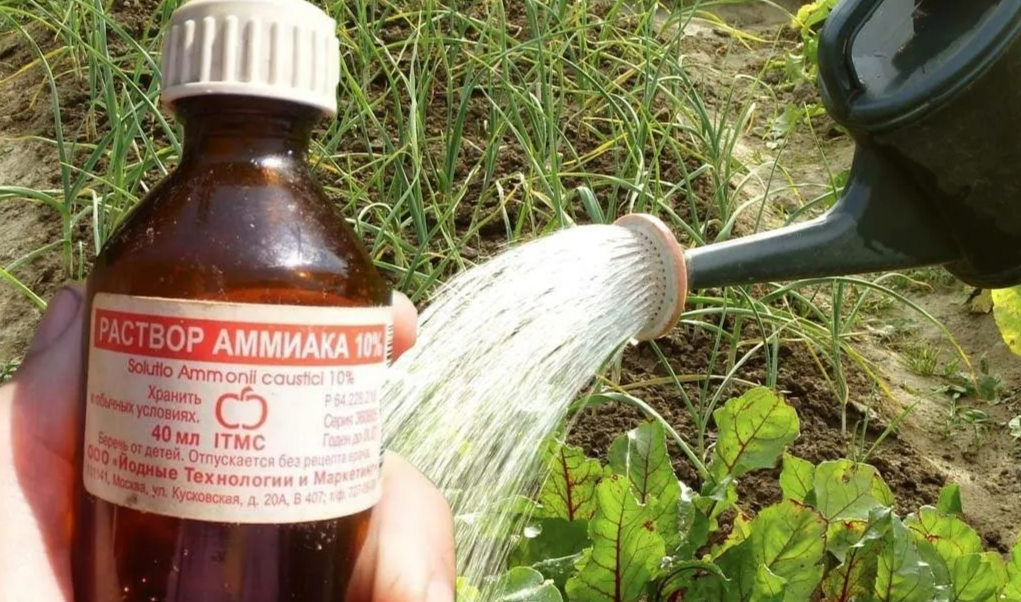 нашатырный спир- раствор аммиака 10%