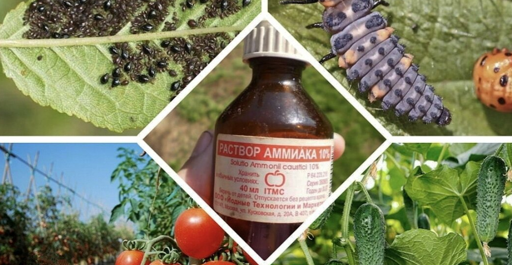 Нашатырный спирт стал моим главным помощником на даче