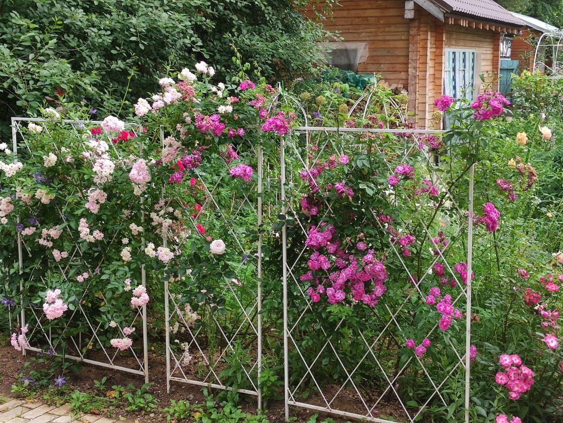 Сухумка и Purple Skyliner 