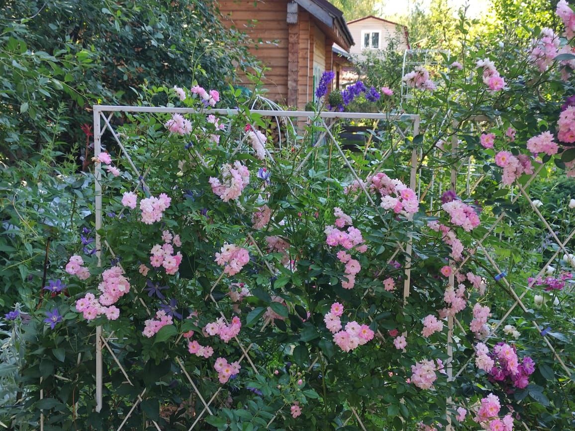 Сухумка уже переросла опору