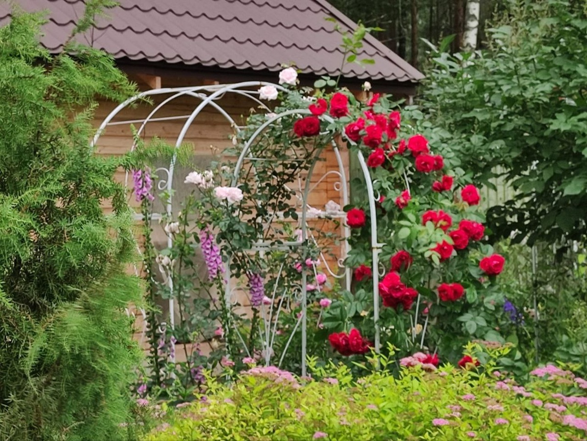 Розы Flammentanz и New Dawn на арке