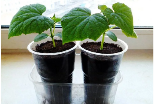 такой рассадой готова любоваться целыми днями...