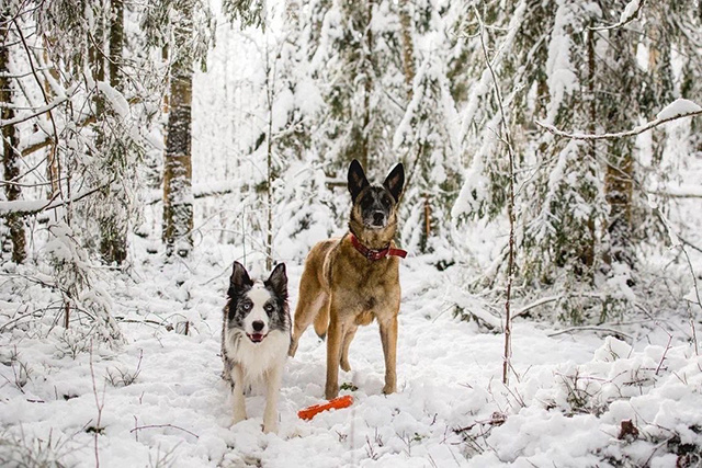 У кинологов тверской «Совы» появилось первое оборудование