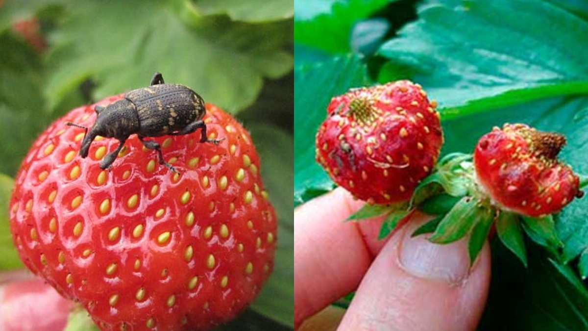 Последствия атаки земляничного долгоносика: перекушенные бутоны и стебли
