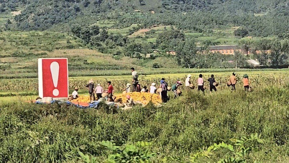 Сбор кукурузы и погрузка урожая в мешки