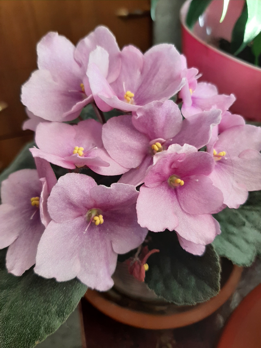 Вырастить крупные фиалки совсем не сложно. 