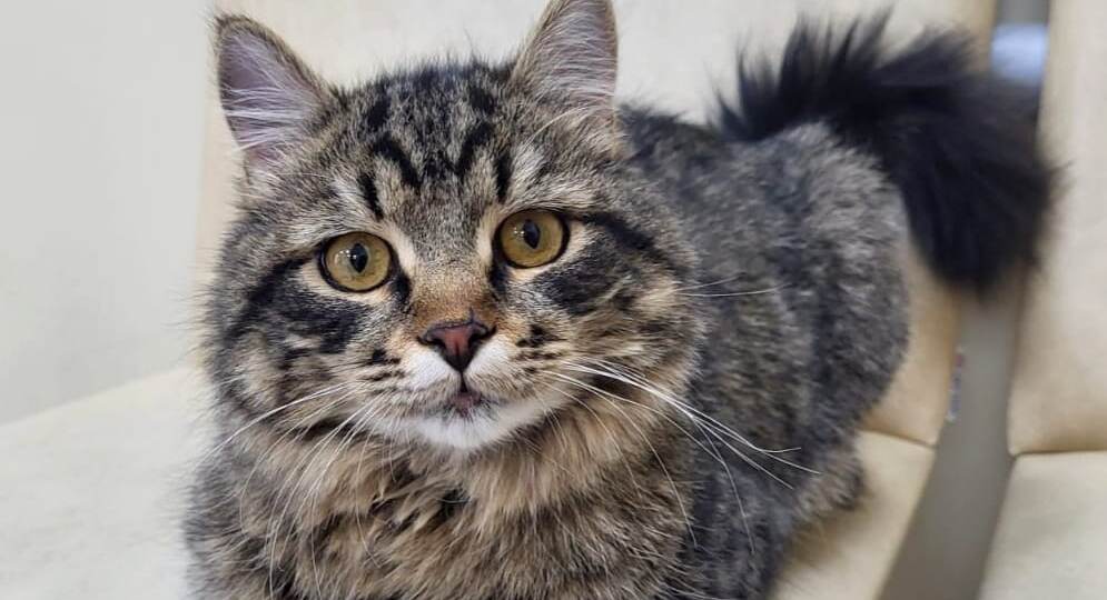 ❗ДОМА❗Выброшенный Барсик. Часть первая.