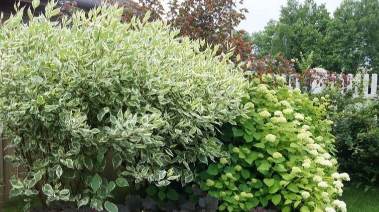 Темный угол сада через один сезон после посадки декоративных кустарников с белой листвой