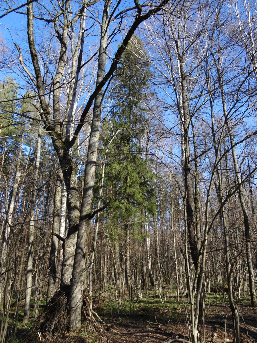 Лес в марте. 