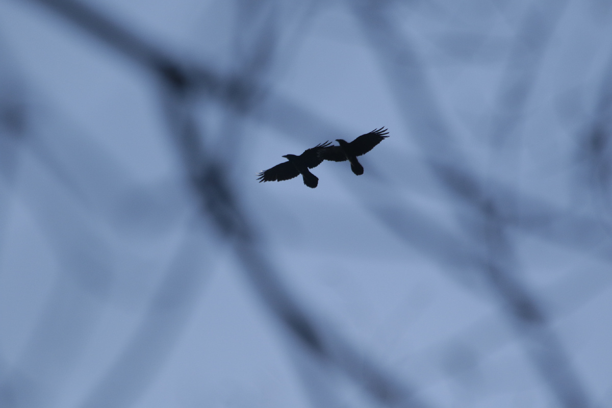 Пара воронов делает облёт своей территории. 