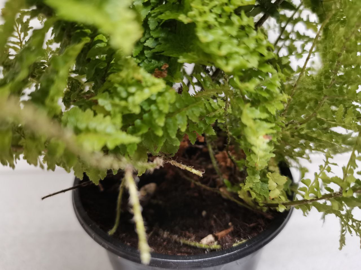 Нефролепис, который пора разделить